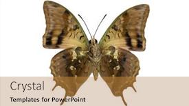  Presentation with family africa - Cool new slides with large-charaxes-candiope-butterfly backdrop and a gold colored foreground