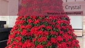  Presentation with elegant flowers - PPT layouts having large-christmas-tree-made-solely background and a violet colored foreground