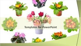  Presentation with tulips - Audience pleasing slide deck consisting of large-collection-of-multicolored-fresh backdrop and a blonde colored foreground