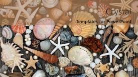  Presentation with seaweed - Colorful PPT theme enhanced with large-collection-of-seashells-driftwood backdrop and a coral colored foreground