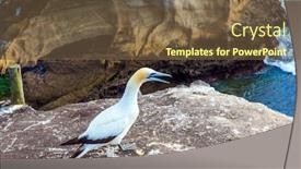  Presentation with new zealand - PPT layouts having large-colony-of-australian-olushas background and a tawny brown colored foreground