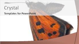  Presentation with copper - Colorful slide deck enhanced with large-copper-butterfly-isolated backdrop and a white colored foreground