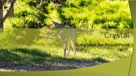  Presentation with los angeles - Cool new theme with large-coyote-on-a-morning backdrop and a yellow colored foreground