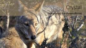  Presentation with los angeles - Presentation theme consisting of large-coyote-peering-through-brush background and a coral colored foreground