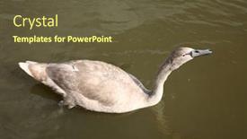  Presentation with water droplets - Presentation theme with large-cygnet-swan-covered background and a tawny brown colored foreground