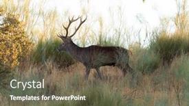  Presentation with antlers - Beautiful slide deck featuring large deer in the field backdrop and a tawny brown colored foreground