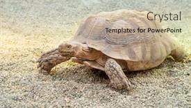  Presentation with tortoise - Presentation design enhanced with large-desert-tortoise-walking-through background and a soft green colored foreground