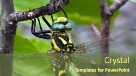  Presentation with black yellow - Cool new slide set with large-dragonfly-closeup-of-yellow backdrop and a tawny brown colored foreground