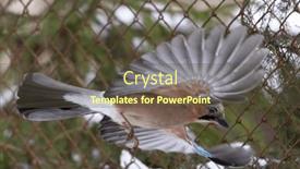  Presentation with net - Presentation consisting of large-eurasian-jay-flying-near background and a  colored foreground