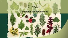  Presentation with flora fauna - Presentation theme consisting of large-european-natural-winter-greenery background and a yellow colored foreground