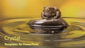  Presentation with pond - Slide deck consisting of large european toad sitting on a pebble in a pond background and a tawny brown colored foreground