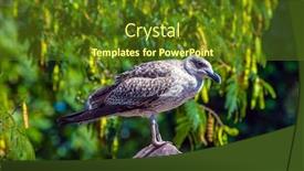  Presentation with educational - Slide set enhanced with large-exotic-bird-sits background and a tawny brown colored foreground