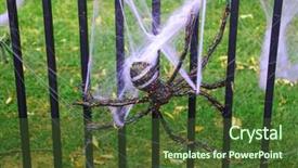  Presentation with spider - Audience pleasing slide set consisting of spidervenom - large fake spider with spider backdrop and a tawny brown colored foreground