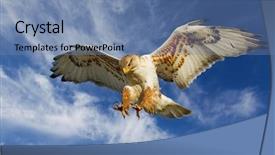  Presentation with hawk - Slide deck featuring large ferruginous hawk in attack background and a teal colored foreground