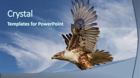  Presentation with hawk - Colorful presentation theme enhanced with large ferruginous hawk in flight backdrop and a ocean colored foreground