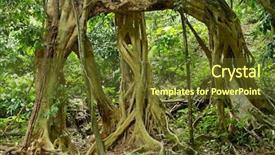  Presentation with fig tree - Cool new slides with large fig tree roots backdrop and a tawny brown colored foreground