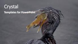  Presentation with wetlands - Beautiful presentation featuring large fish in florida wetland backdrop and a gray colored foreground