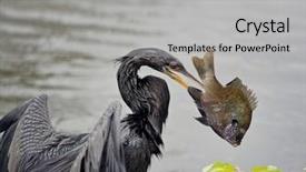  Presentation with wetlands - Presentation theme enhanced with large fish in florida wetland background and a light gray colored foreground