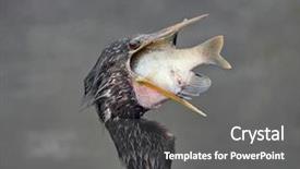  Presentation with wetlands - PPT theme featuring large fish in florida wetland background and a gray colored foreground