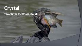  Presentation with wetland - Presentation enhanced with large fish in florida wetland background and a dark gray colored foreground