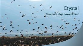  Presentation with birds flying - Cool new PPT layouts with large flock of birds is backdrop and a sky blue colored foreground
