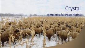  Presentation with sheep flock lambs standing - Beautiful slide set featuring large flock of sheep grazing backdrop and a  colored foreground