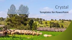  Presentation with sheep - Colorful slide set enhanced with large-flock-of-sheep backdrop and a light blue colored foreground