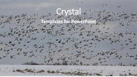  Presentation with geese - Slide set enhanced with large flock of snow geese background and a gray colored foreground