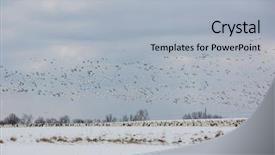  Presentation with geese - Amazing presentation design having large flock of snow geese backdrop and a light gray colored foreground