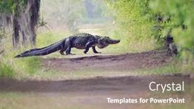  Presentation with florida - PPT theme featuring large florida alligator crossing the trail background and a coral colored foreground