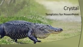  Presentation with walking trail - Colorful theme enhanced with large florida alligator walking on a trail backdrop and a mint green colored foreground
