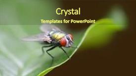  Presentation with green leaf - PPT theme with typhoid - large fly on a green background and a wine colored foreground