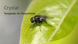  Presentation with green leaf - Slide deck enhanced with large-fly-on-a-green background and a yellow colored foreground