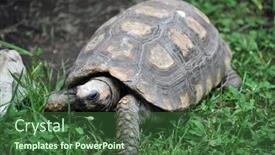  Presentation with ecuador - Cool new slide deck with large-galapagos-turtle backdrop and a ocean colored foreground