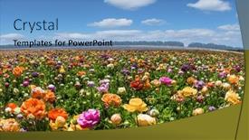  Presentation with hot spring - Slide set featuring large-garden-buttercups-ranunculus background and a light blue colored foreground