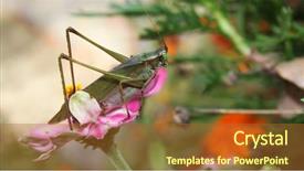  Presentation with hospice flower - PPT layouts having large grasshopper on a flower background and a tawny brown colored foreground