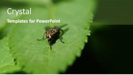  Presentation with green leaf - PPT layouts enhanced with large-gray-fly-sits background and a seafoam green colored foreground