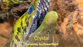  Presentation with breathing - Slide set featuring large-green-moray-eel-shows background and a tawny brown colored foreground