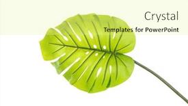  Presentation with green leaf - Presentation theme having large-green-shiny-leaf background and a blonde colored foreground