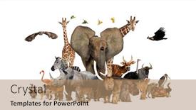  Presentation with safari animals - Presentation theme having large-group-of-african-fauna background and a coral colored foreground