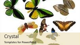 Presentation with butterflies - Slide deck having large group of bright color butterflies isolated on white background background and a blonde colored foreground