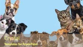  Presentation with dogs cats - Slides enhanced with large-group-of-cats background and a coral colored foreground