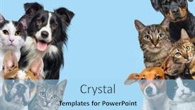  Presentation with dogs cats - PPT layouts having large-group-of-cats background and a light blue colored foreground