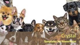  Presentation with dogs cats - PPT layouts having large-group-of-cats background and a violet colored foreground