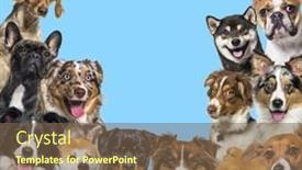  Presentation with dogs - Slide set having large-group-of-dogs-looking background and a tawny brown colored foreground
