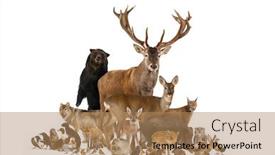  Presentation with rodent - Presentation theme consisting of large-group-of-european-animals background and a coral colored foreground