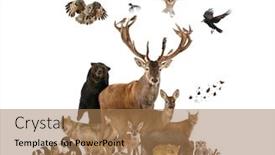  Presentation with rodent - Presentation design consisting of large-group-of-european-animals background and a coral colored foreground