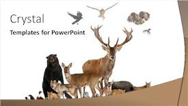  Presentation with fox - Presentation design with large-group-of-european-animals background and a white colored foreground