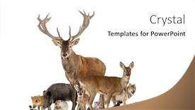  Presentation with rodent - Amazing presentation design having large-group-of-european-fauna backdrop and a white colored foreground