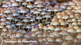  Presentation with dead leaves - Presentation theme featuring large-group-of-small-poison background and a coral colored foreground